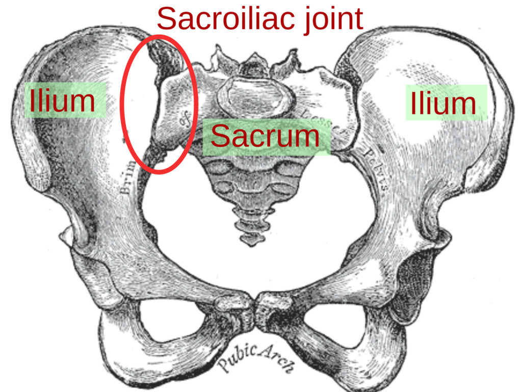 Sacroiliac joint diagram